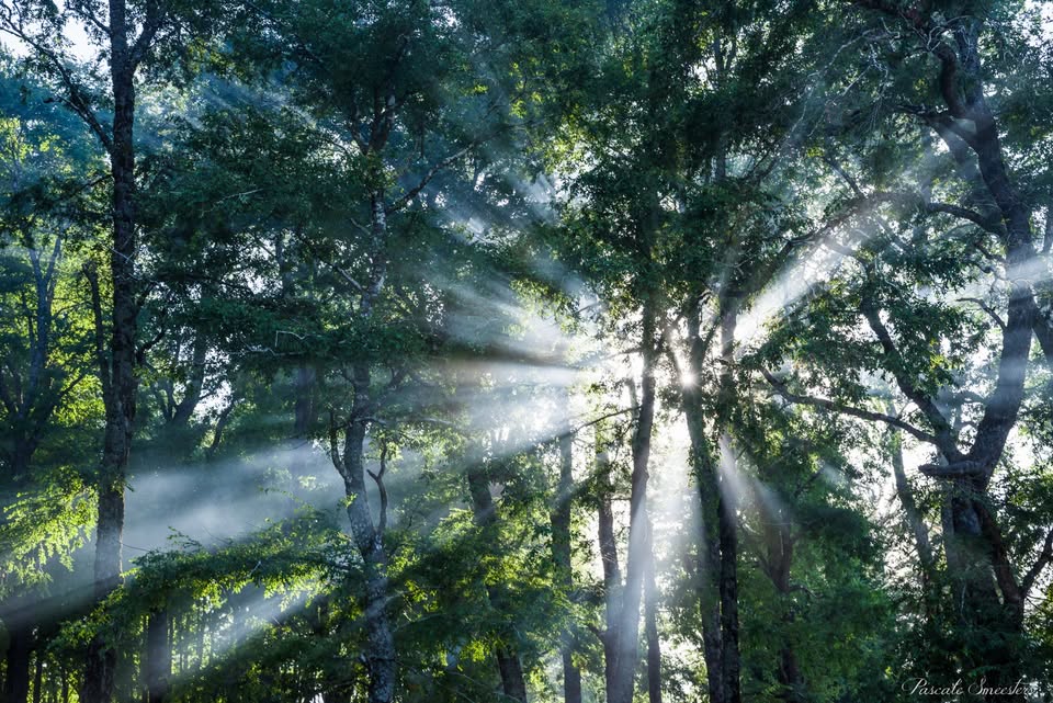 Bain de forêt