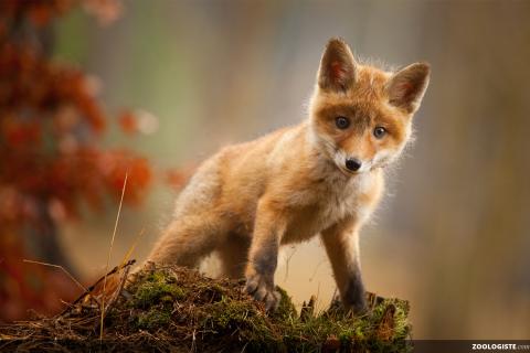 renard