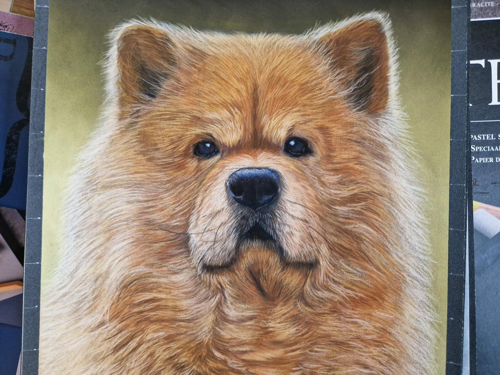 Chow chow, dessin de Ninon Cobergh