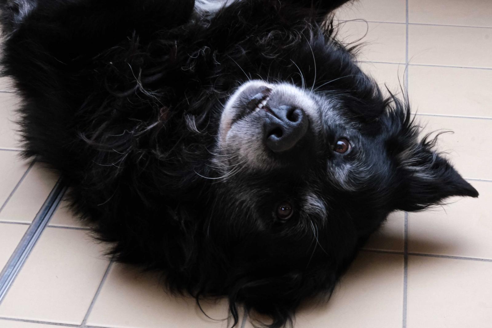 Chien de Rébecca Moreau