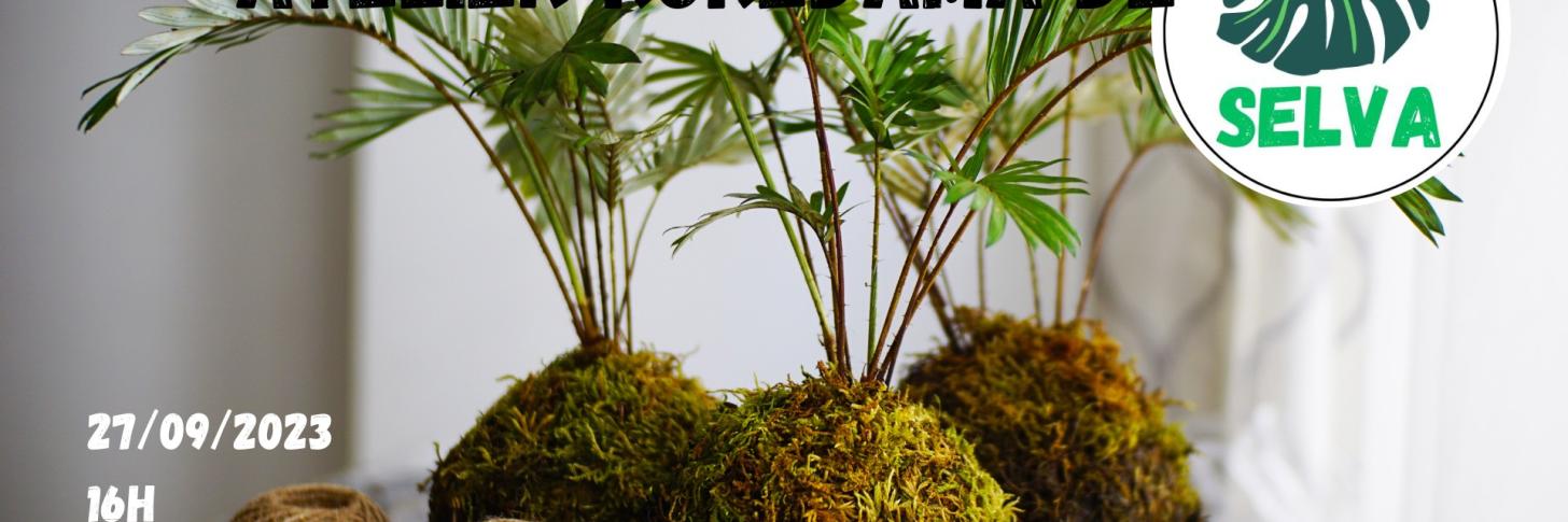 Kokedama