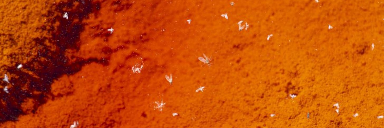 Hongsuk Ahn. Till the humming sleeps