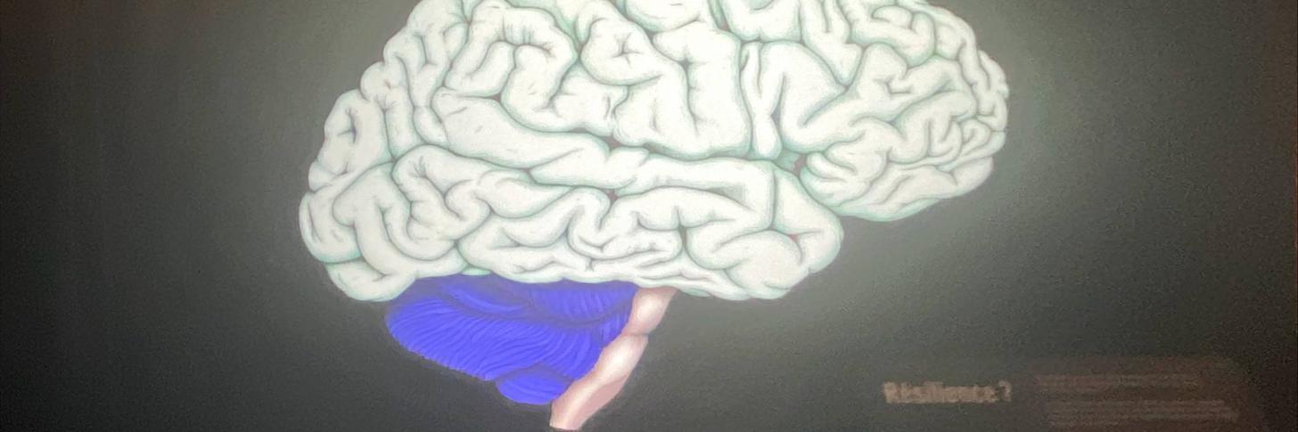 cerveau