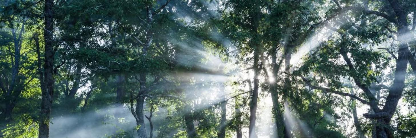 Bain de forêt