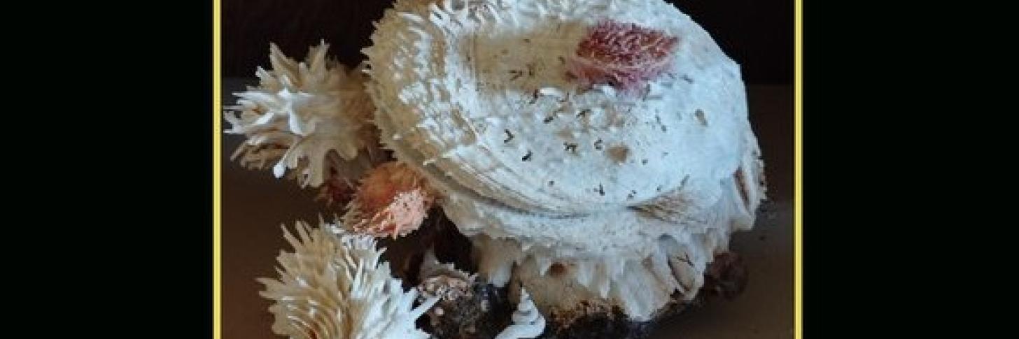 Coquillage