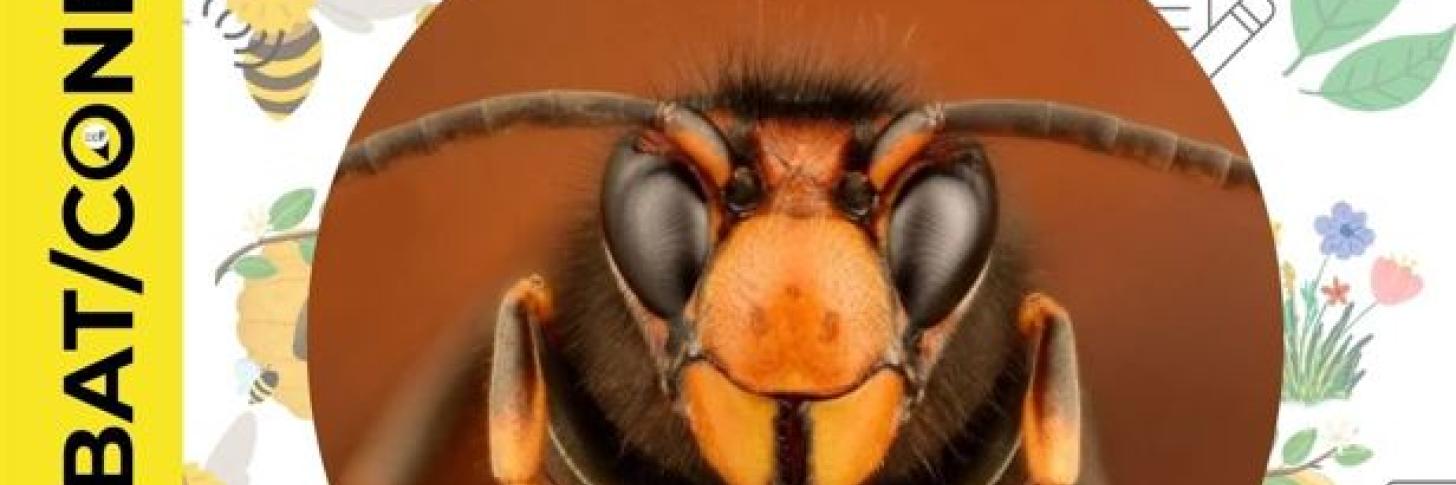 Conférence | Biodiversité vs Frelons asiatiques : la menace fantôme 