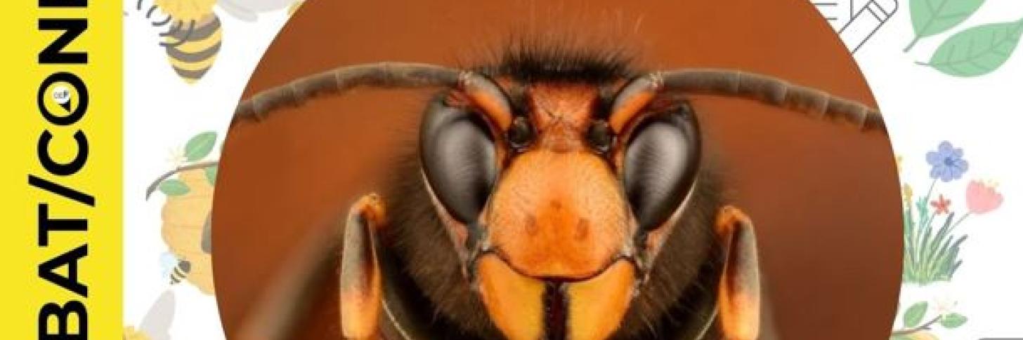 Biodiversit&eacute; vs Frelons asiatiques : la menace fant&ocirc;me 