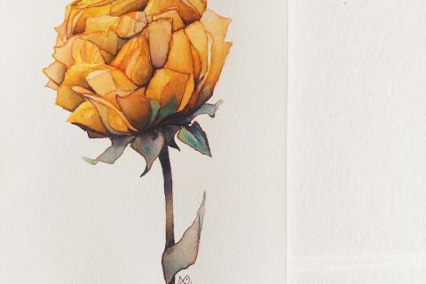 Aquarelles sur papier 