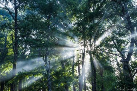 Bain de forêt