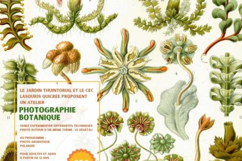 Atelier : Photographie Botanique
