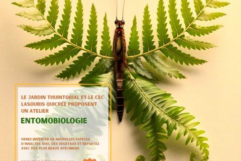 Atelier : Entomobiologie