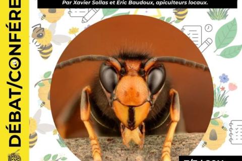 Biodiversit&eacute; vs Frelons asiatiques : la menace fant&ocirc;me 